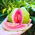 Guava Tree Live, Guava Fruit Plant in 4-Inch Pot, Sweet Tropical Guava Tree for Outdoor Garden and Container Growing (Pink Guava)