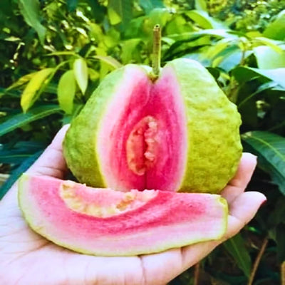 Guava Tree Live, Guava Fruit Plant in 4-Inch Pot, Sweet Tropical Guava Tree for Outdoor Garden and Container Growing (Pink Guava)