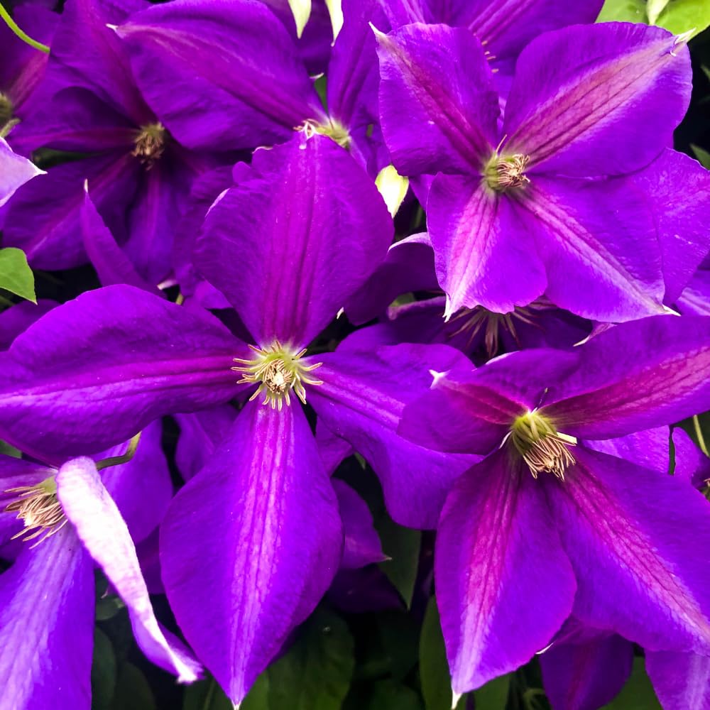 Purple Climbing Clematis Live Plant, Perennial Flower Vine, 2.5 Inch Pot
