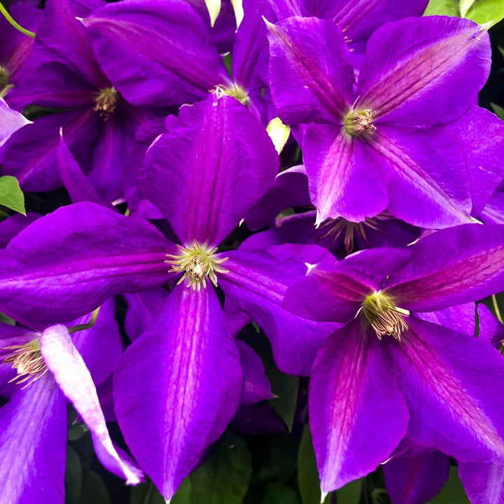 Purple Climbing Clematis Live Plant, Well-Rooted Flower Vine, 2.5 Inch Pot