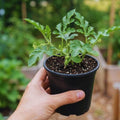 2 Watermelon Plants Live, 4'' Pot, Red Watemelon Fruit Small Plant Garden