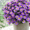 Set 2 Live Aster Plants, Colorful Fall-Blooming Aster Flowers, Flower Beds and Outdoor Growing 3-5 Inch Tall
