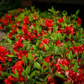 Red Azalea Rhododendron Plant Live in 4 Inch Pot, Azalea Rhododendron Bush Shrub, Bloom in Spring, Zones 7-10