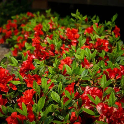 Red Azalea Rhododendron Plant Live in 4 Inch Pot, Azalea Rhododendron Bush Shrub, Bloom in Spring, Zones 7-10