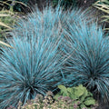 2 Pots 4 Plants Blue Fescue Grass Live Plants, Each Pot 2 Plants Grass Ornamental for Outdoor Planting
