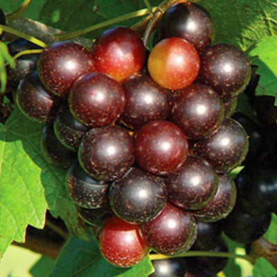 Grape Vine Live Plant 1-2 Year Old, Sweet Grape Plant Live for Growing, Grape Fruit Well Rooted Plant Bareroot (Muscadine Grape)