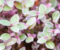 Bolivian Wandering Jew Callisia Repens Pink Vine for Planting 2 Inc Pot, Pink Callisia Repens Houseplants