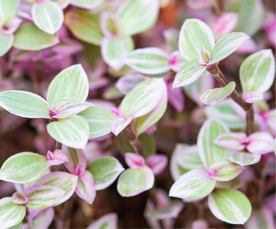 Bolivian Wandering Jew Callisia Repens Pink Vine for Planting 2 Inc Pot, Pink Callisia Repens Houseplants