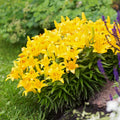 2 Yellow Lily Bulbs, Giant Lily Flower Bulbs for Planting, Lily Flowering Bulbs, Lily Spring Bulbs, Outdoor Indoor Flower Bulbs to Plant