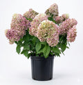 White Pink to Green Hydrangea Live Plant 4" Pot, Hydrangea Shrub Flower Plants for Outdoor or Indoor Planting, Change Color Perennial Plant