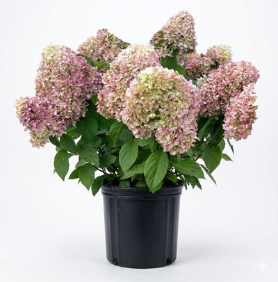 White Pink to Green Hydrangea Live Plant 4" Pot, Hydrangea Shrub Flower Plants for Outdoor or Indoor Planting, Change Color Perennial Plant