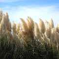 4 White Pampas Grass Plants Live for Planting, 2.5" Pot, Potted Pampas Grass Live Plants Shrub Indoors Outdoors