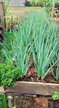 3 Walking Onion Plants Live for Planting Outdoors, 5 to 10 Inch Tall, 1 Year Old, Well Rooted for Planting, Not Walking Onion Seeds Bulbs