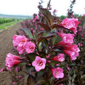 Live Weigela Plant Bush Shrub - Outdoors or Bonsai - Hardy - Purple to Pink Blooms - 4" Pot