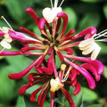 Pink Climbing Honeysuckle Plant Live, Fragrant Honeysuckle Plants Vine Bushes in 2.5 Inch Pot