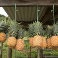 02 Pineapple Plants Live for Outdoor Full Sun Spring Planting, Cold Hardy Fruit Tree Starter from 4-6" in Tall, No Pot (Early Growing Pineapple)