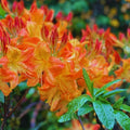 1-2 Ft Orange Rhododendron Plants Live, Azalea Rhododendron Bush Shrubs in 1 Gallon Pot for Planting, Azalea Bush Ready Plant, Live Rhododendron Plant Azalea