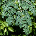 2 Moringa Plants Live Trees for Growing, Malunggay Plants, 5-9" Drumstick Horseradish Tree, Moringa Oleifera Plant Live, No Pot, Well Rooted