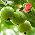 Guava Tree Live Plant 6-9” Tall, Tropical Guava Seedling for Garden and Container Growing (Pink Guava)