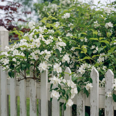 House Plant Mock Orange Bush Philadelphus, Fragrant Mock Orange Blossom Bush Shrub Live Plant Tree in Pot Ready to Plant, 5-9 Inc Tall