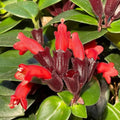 Scarlet-Red Lipstick Plans Live Houseplants in Pot, Aeschynanthus Red Flower Vine Décor Office, Desk Indoor Outdoor Growing