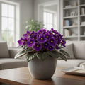 African Violet Plant, Live African Violet Flowers in 4'' Pot, Low-Maintenance Indoor Flowering Plant with Vibrant Blooms (Purple Blooms)