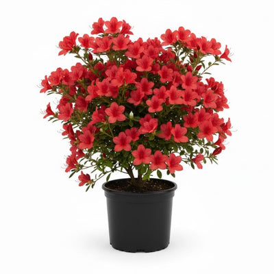 Azalea Live Plant, Live Azalea Plants, Flowering Shrub with Vibrant Red Blooms, 4-7 Inches Tall in 4 Inch Pot (Red)