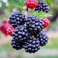 02 Sweet Boysenberry Plants Live for Planting, 4-6" Inch Tall for Outdoor Spring Planting