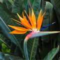 Orange Bird of Paradise Plant Live, 6 to 10" Tall, Well Rooted, Strelitzia Reginae Houseplant Indoor Outdoors Garden