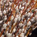 10Pcs Pussy Willow Cuttings for Growing 8-12 Inch Tall, Willow Plant Live for Planting