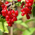Red Currant Plant Live Well Rooted, 1 Year Bare Root, Red Currant Bush Live Plant 5-9 Inch Height, Currant Berries