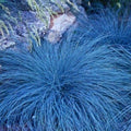 3 Pots 6 Plants Blue Fescue Grass Plants Live, Cold Hardy Ornamental Grass for Outdoor Home Décor