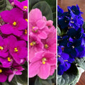 01 Random African Violet Plants Live in Pot, 01 Flowering Violets Indoor Outdoor Blooming, Vibrant Color Houseplant Décor Year-Round