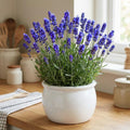 3 Plugs Lavender Plants Live Starter Plants 1-3" in Tall, Hardy Perennial Lavender for Garden and Landscape with Fragrant Purple Blooms, No Pot (Dark Blue)