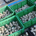 1 Pound Garlic for Planting in Fall Hardneck, 8-10 Large Garlic Bulbs for Planting, Fresh and High Yield Bulb Variety Pack, Hardy and Fast Growing