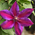 Clematis Vine Plant Live for Planting, Purple Clematis Plant Live in 2.5 Inches Pot, Clematis Flowers Perennial