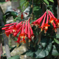 Fragrant Red Coral Honeysuckle Plants Live Vines, Perennial Lonicera Honeysuckle Plants, 5 to 9 Inches Tall
