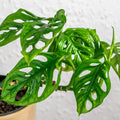 2 Monstera Plants Live, Live Monstera Plants, Swiss Cheese Monstera Plant Live, Swiss Cheese Plant Live Indoor, 4 to 6 Inc Tall