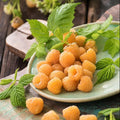 Pack 2 Raspberry Plants Live for Planting, Cold Hardy Raspberry Trees Live Plants, 4 to 9 Inches Tall, Sweet Berry Fruits Seedlings (Fall Gold Raspberry)
