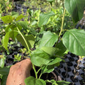 6"-10" Orange Bougainvillea Plant Live for Planting