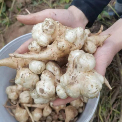 Set 5 of Jerusalem Artichoke Live Tubers, Sunchoke Bulbs for Planting, Vegetable Plant Garden