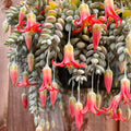 Cotyledon Pendens Succulent Live Plant 4 Inch Pot, Trailing Succulent Houseplant, Cotyledon Pendens Plant