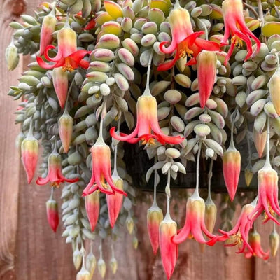 Cotyledon Pendens Succulent Live Plant 4 Inch Pot, Trailing Succulent Houseplant, Cotyledon Pendens Plant