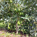 HASS Avocado Tree Live Plant in 4" Pot, 6-10" Tall, Cold Hardy Avocado Plant for Outdoor Growing, Fruit Tree