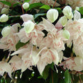 Pack 2 Fuchsia Plants Live, Vibrant Fuchsias Hanging Flowering Plant 3-5 Inches, Gardens, Patios, and Indoor Growing (White Flowers)