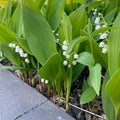 10 Live Lily of The Valley Bulbs, Fragrant White Lilies of The Valley Flowers, Bare Roots Plants for Planting