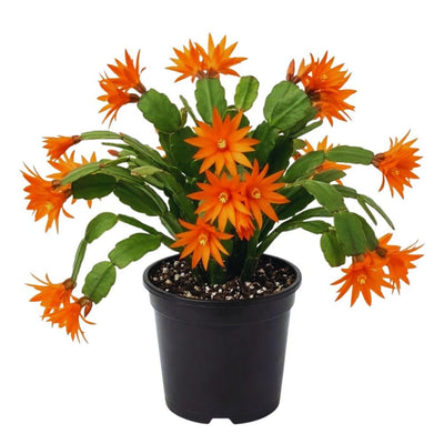 Orange Easter Cactus Plant Live, 4 Inc Pot, House Plant Live, Holiday Cactus Plants Indoor Outdoor Gardening