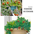 Lifesaver Zebrina Starfish Cactus Cactus Plant, Trailing Cactus Succulent Well Rooted in 2" Pot Ornamental Houseplant for Hanging Basket
