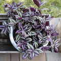Wandering Jew Plant Live, Purple Tradescantia Zebrina in 2-Inch Pot, Colorful Trailing Indoor Houseplant, Tradescantia Vine