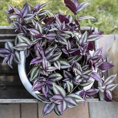 Wandering Jew Plant Live, Purple Tradescantia Zebrina in 2-Inch Pot, Colorful Trailing Indoor Houseplant, Tradescantia Vine